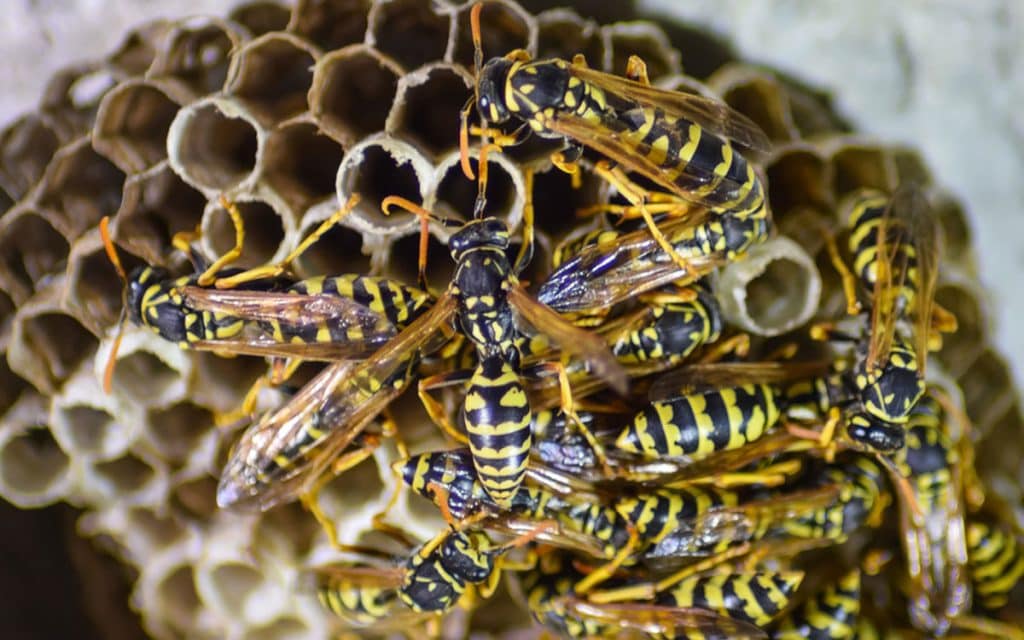 15f951c7a014e1487e40830ec32e7f12879df99a